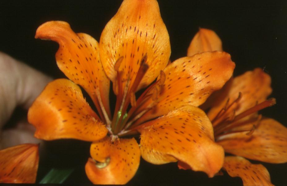 Lilium bulbiferum  subsp. bulbiferum / Giglio rosso